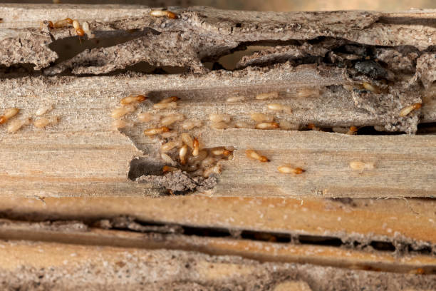Best Local Pest Control Services  in Thomas, OK