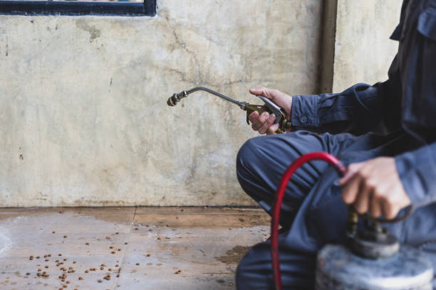 Best Wasp Removal Services  in Thomas, OK